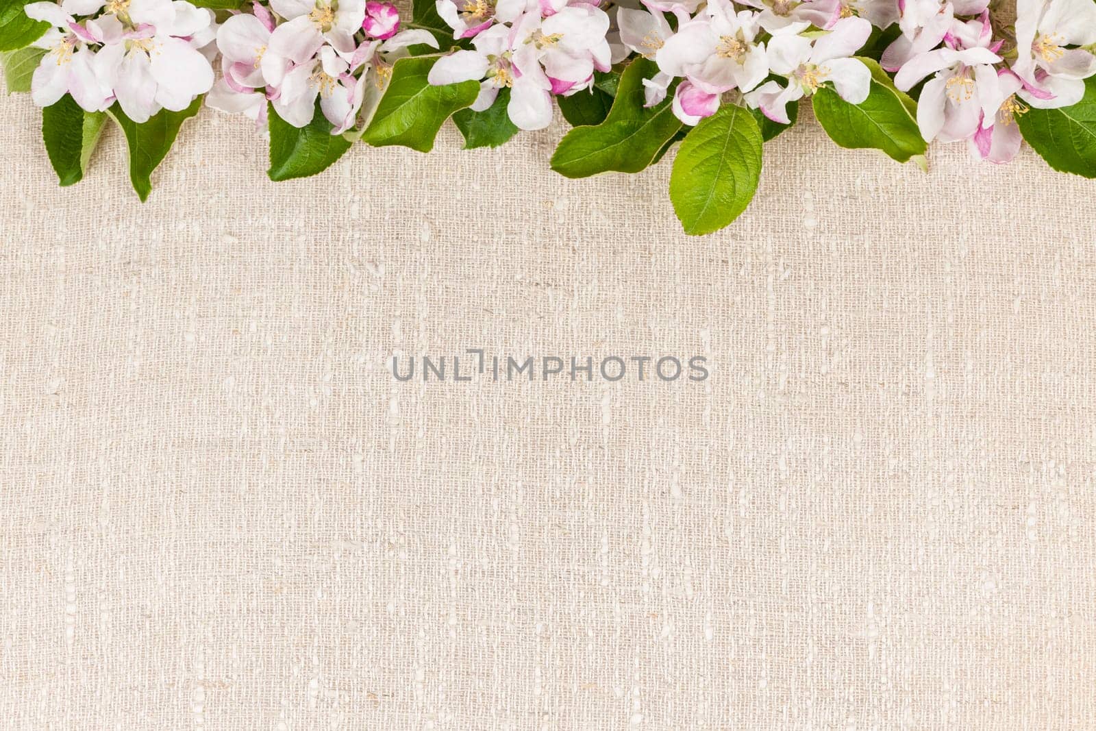 Natural linen background with spring apple blossom flowers