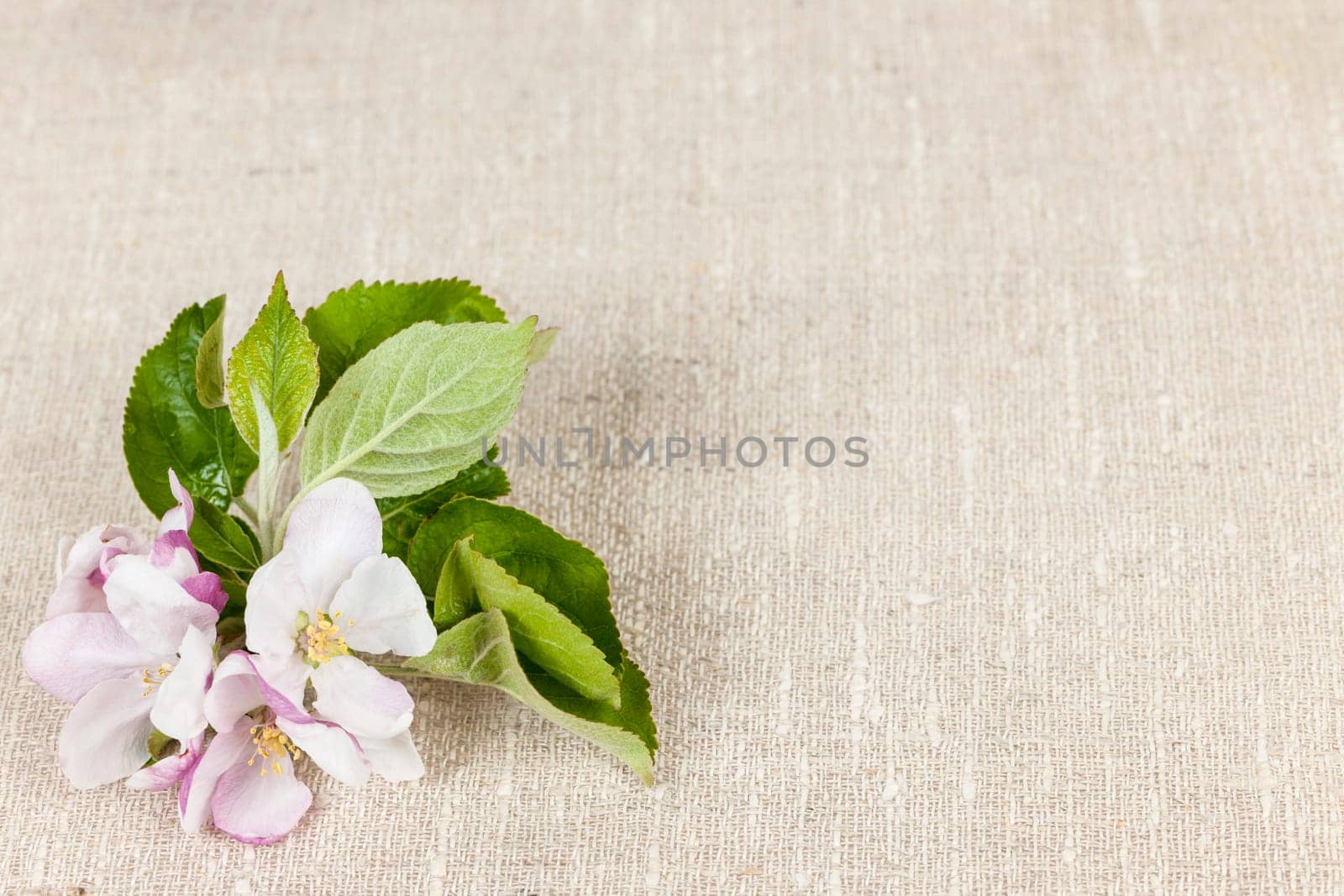 Woven linen background with spring apple blossom
