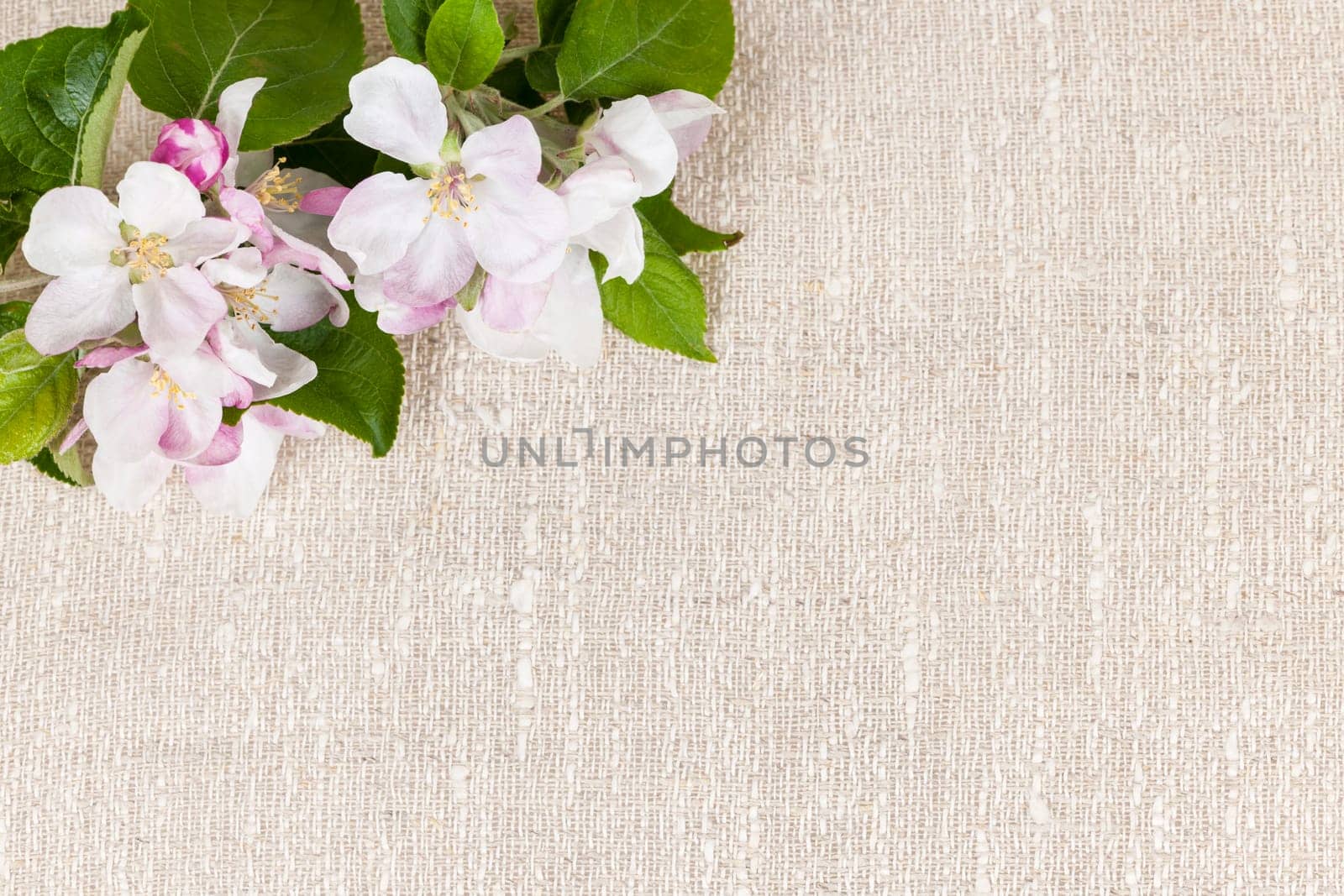 Natural linen background with spring apple blossom flowers