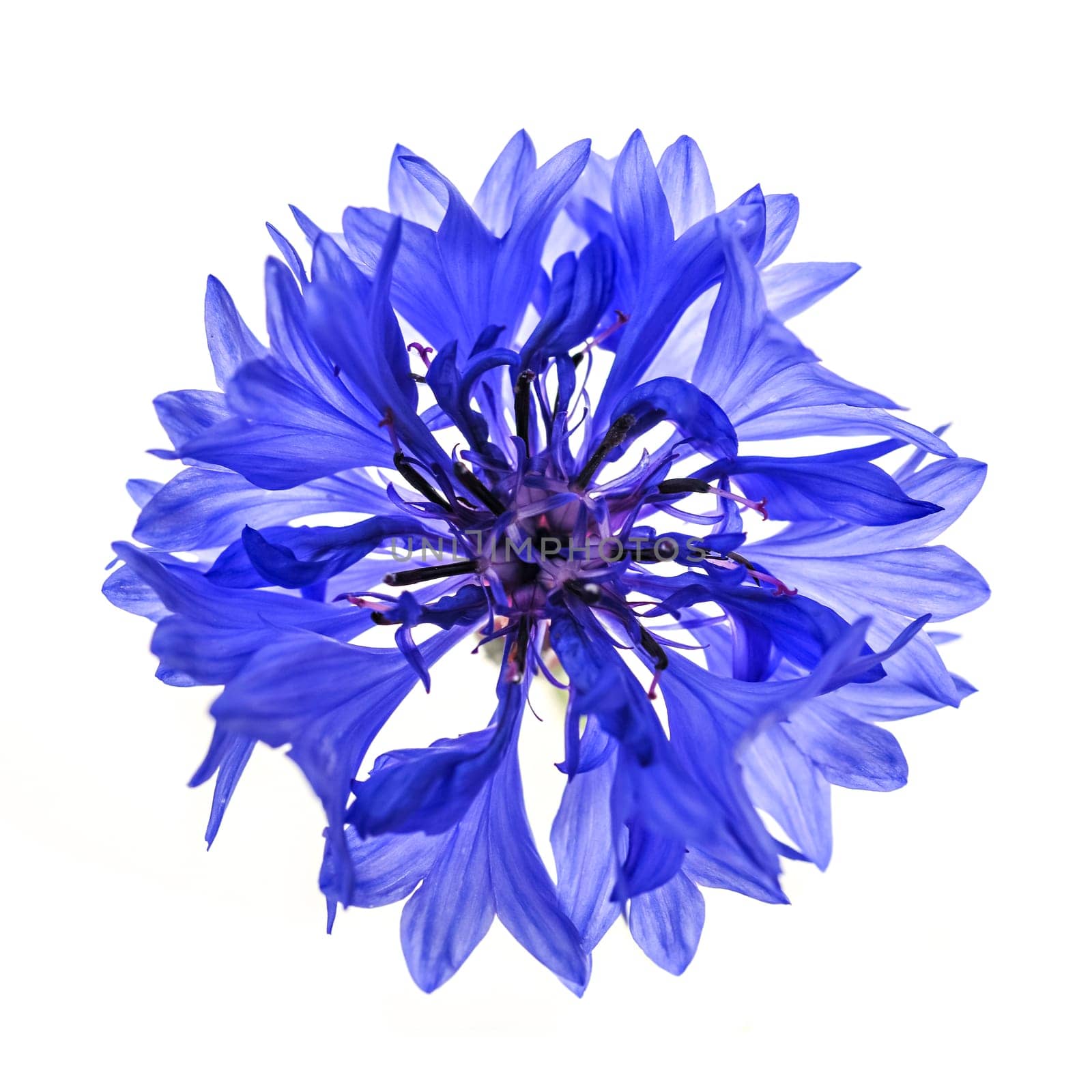 One blue cornflower flower isolated on white background, studio shot from above.