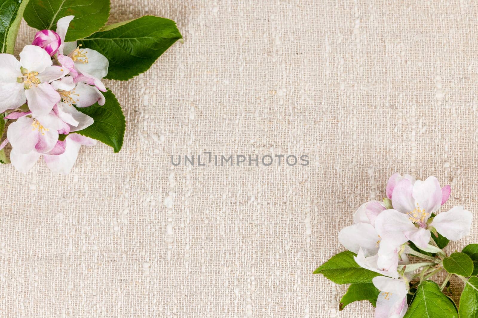Natural linen background with spring apple blossom flowers
