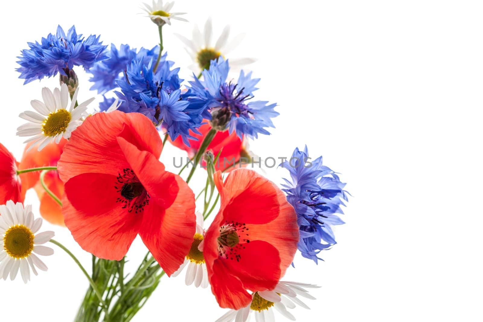 Bouquet of wildflowers - poppies, daisies, cornflowers - on white background, studio shot with copy space