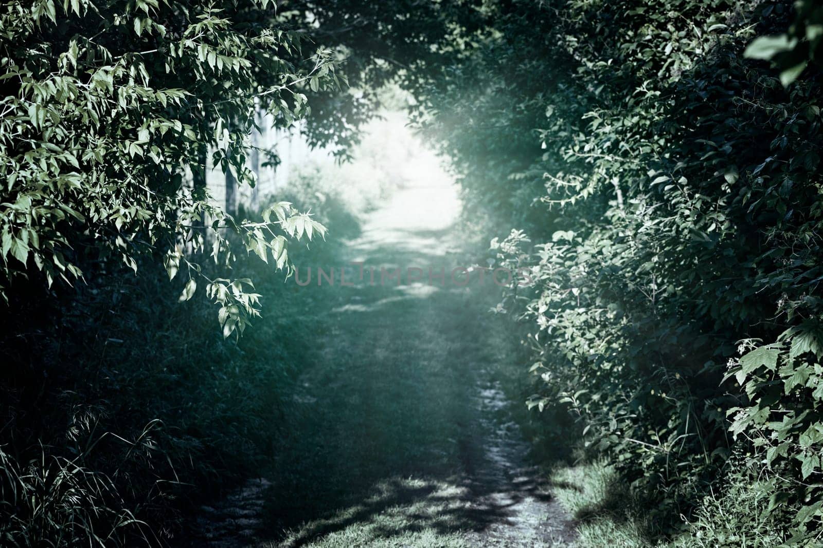Narrow rural dirt road through green trees in dark forest