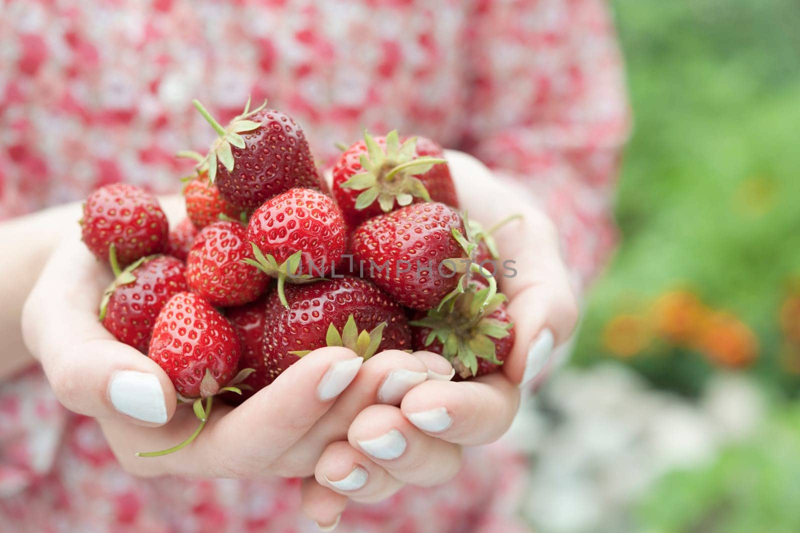 Closeup of female hands holding freshly picked strawberries with copy space