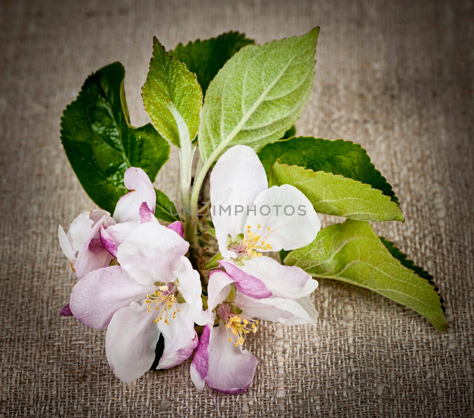 Pink apple blossom closeup on rustic woven linen fabric
