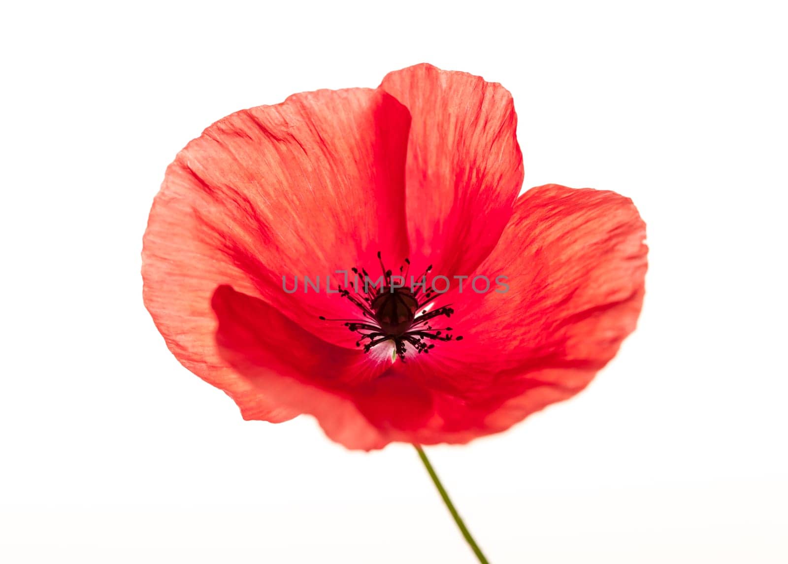 One red poppy flower isolated on white background, studio shot
