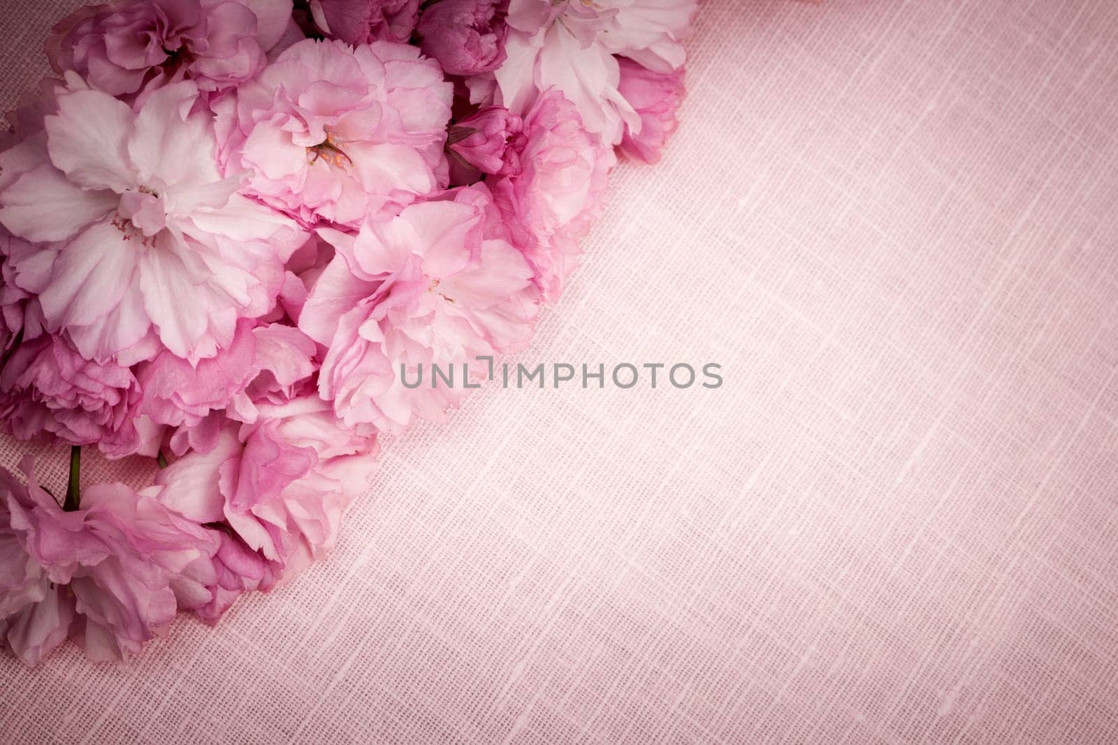 Pink linen fabric background with cherry blossoms