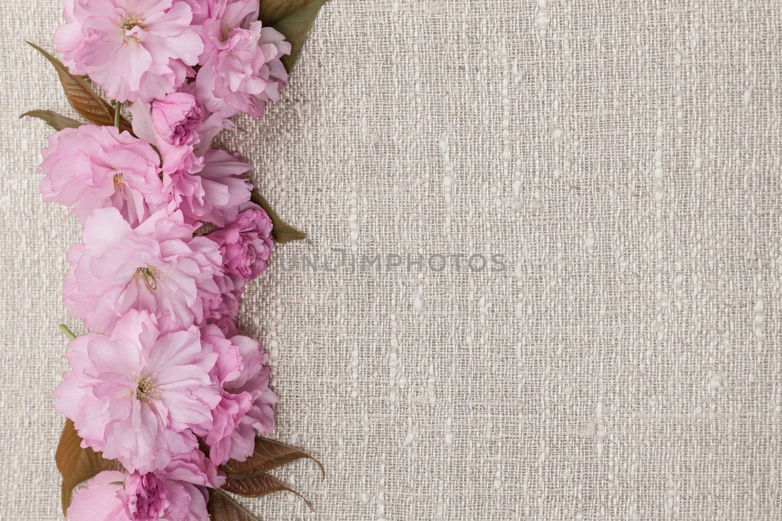 Border of pink cherry blossoms row on natural rustic linen background