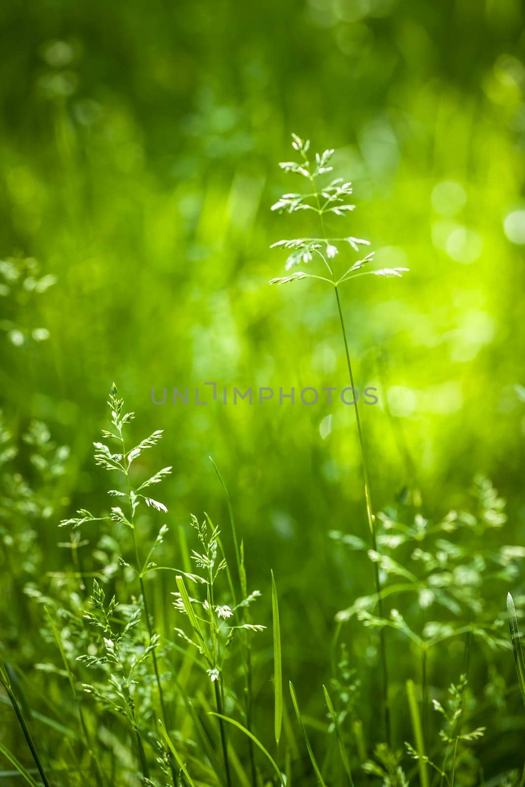 Summer flowering grass and green plants in June sunshine
