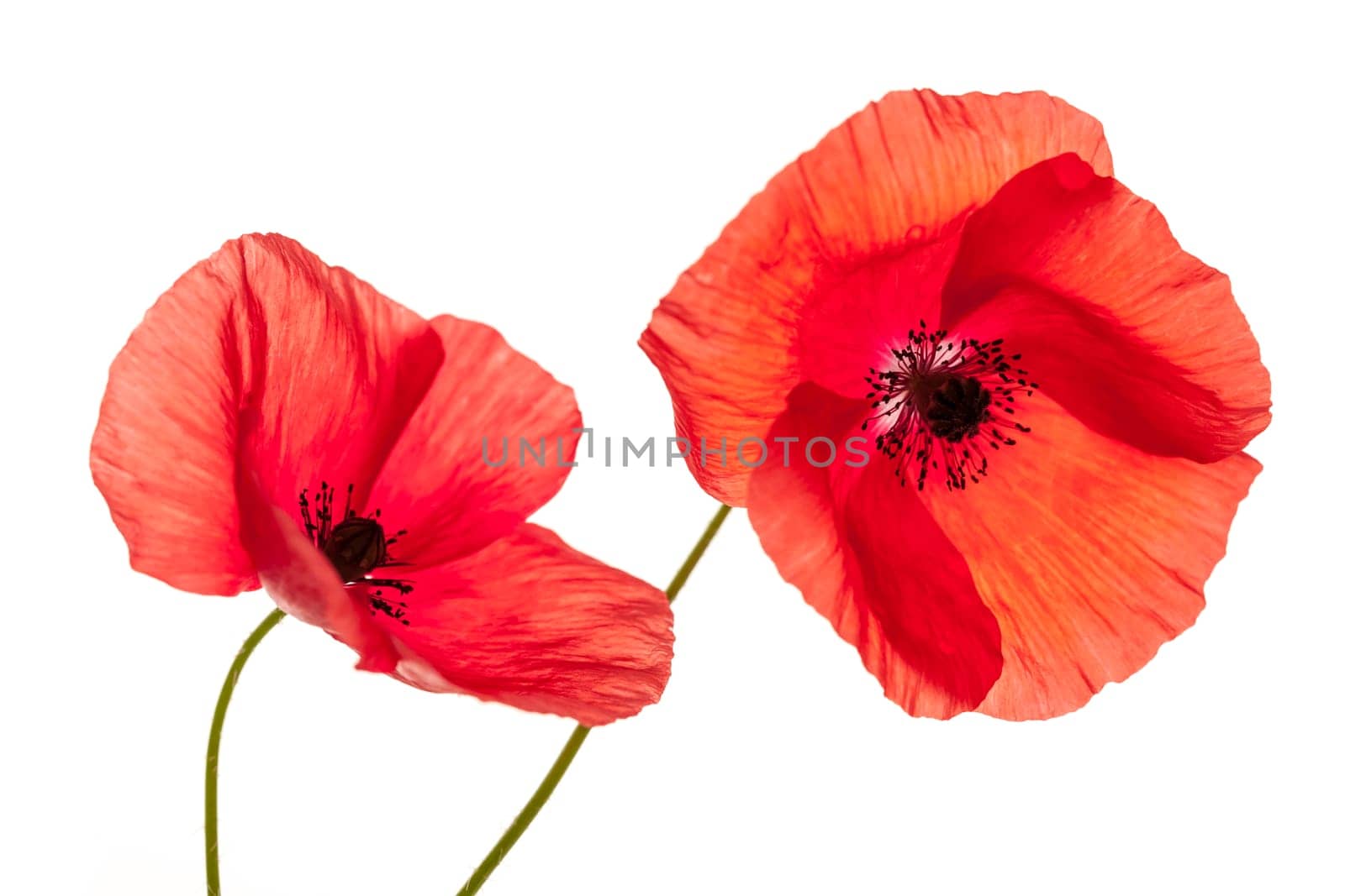Two red poppy flowers isolated on white background, studio shot