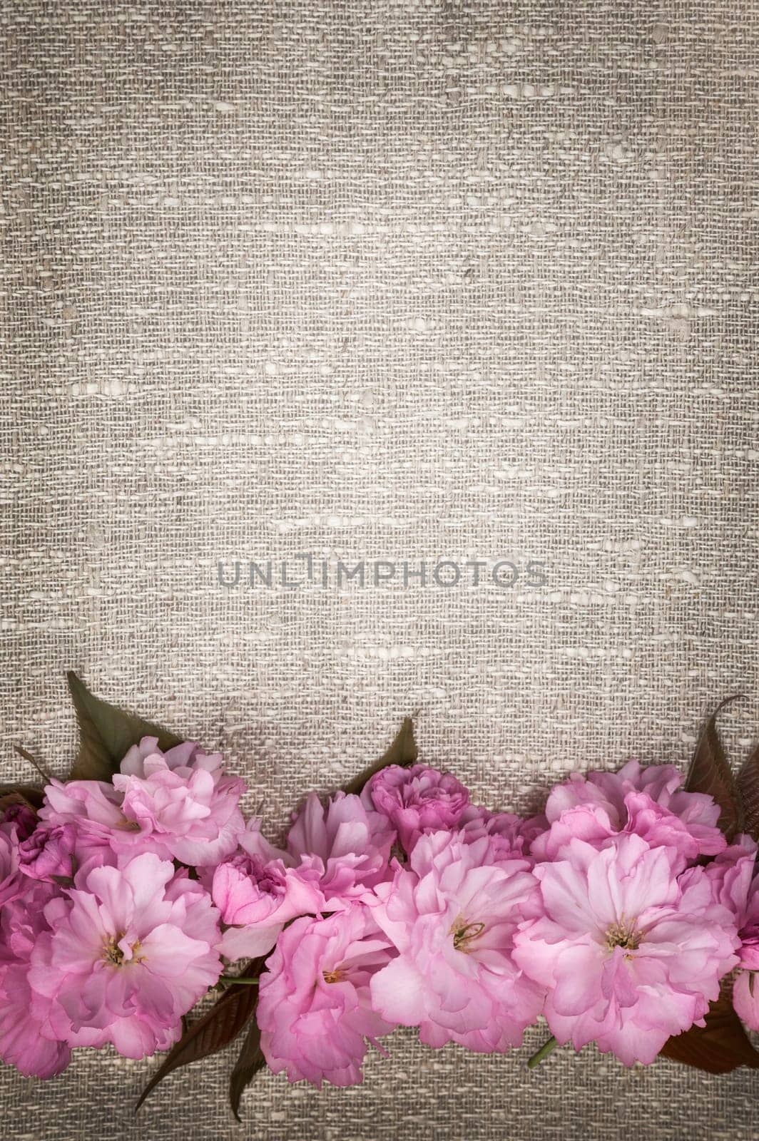 Border of pink cherry blossoms row on natural rustic linen background