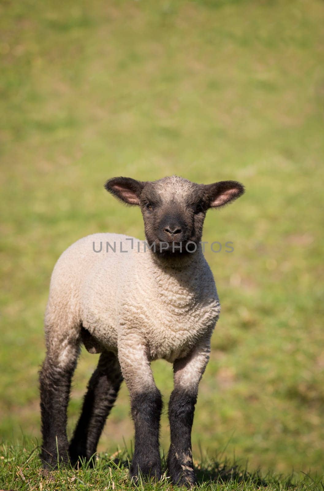 Lamb