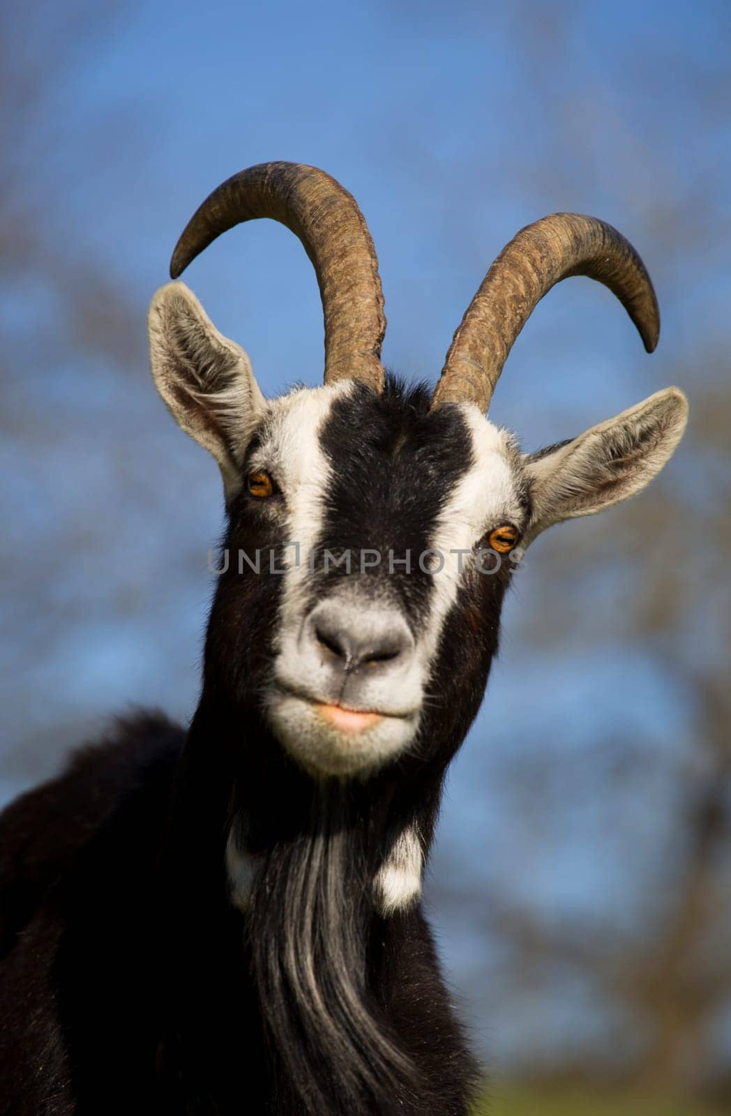 Goat