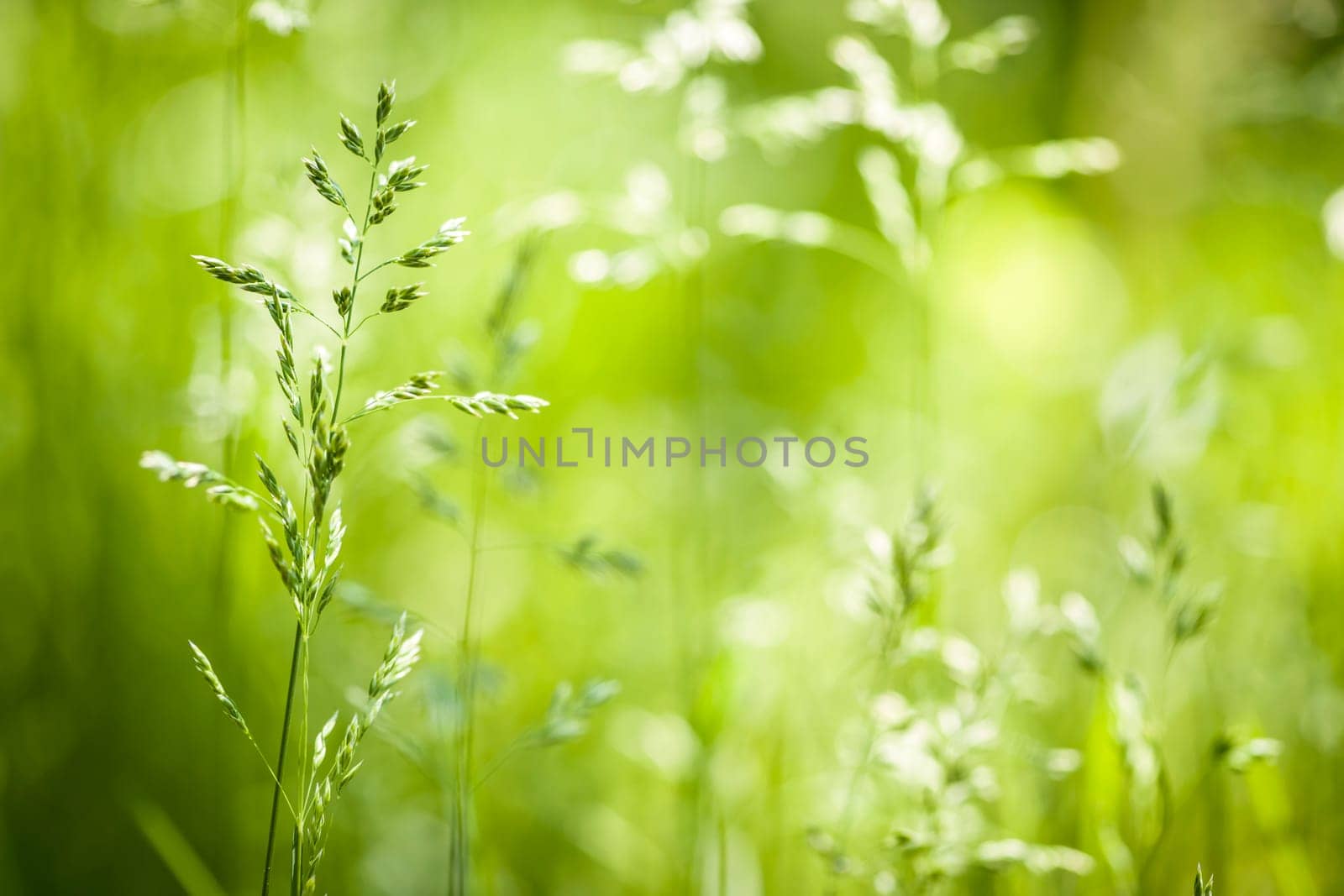 Summer flowering grass and green plants in June sunshine with copy space