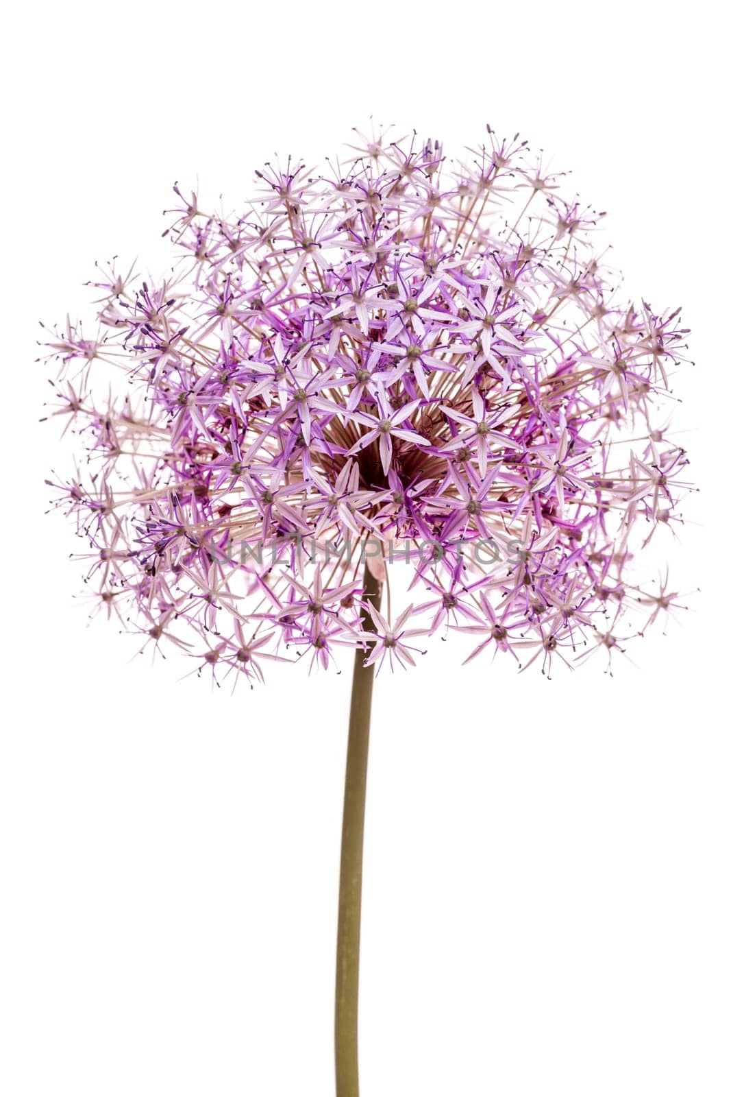 Pink and purple flowering onion flower isolated on white background