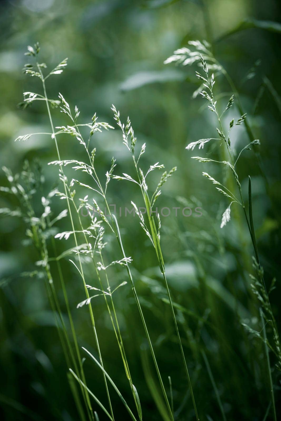 Summer flowering grass and green plants on June evening