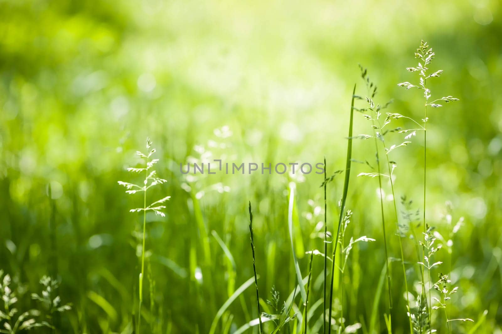 Summer flowering grass and green plants in June sunshine with copy space