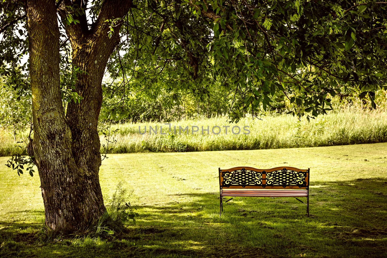 Bench under lush shady tree in summer park