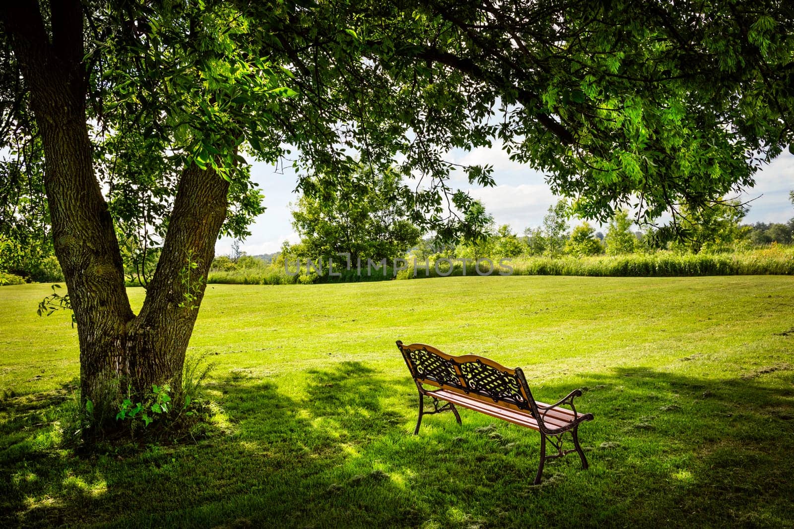 Bench under lush shady tree in summer park