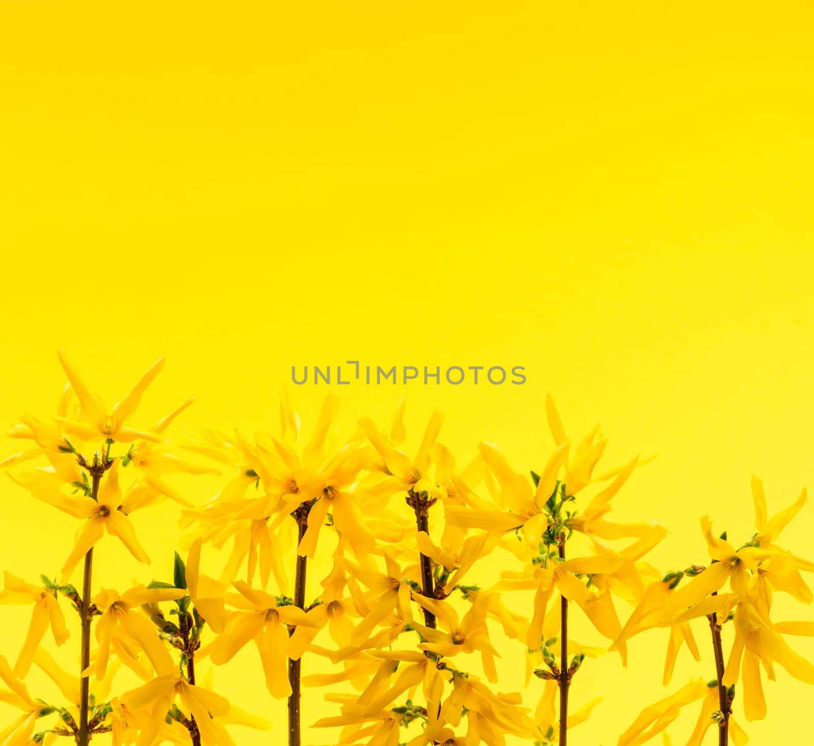 Spring yellow background with fresh forsythia flowers