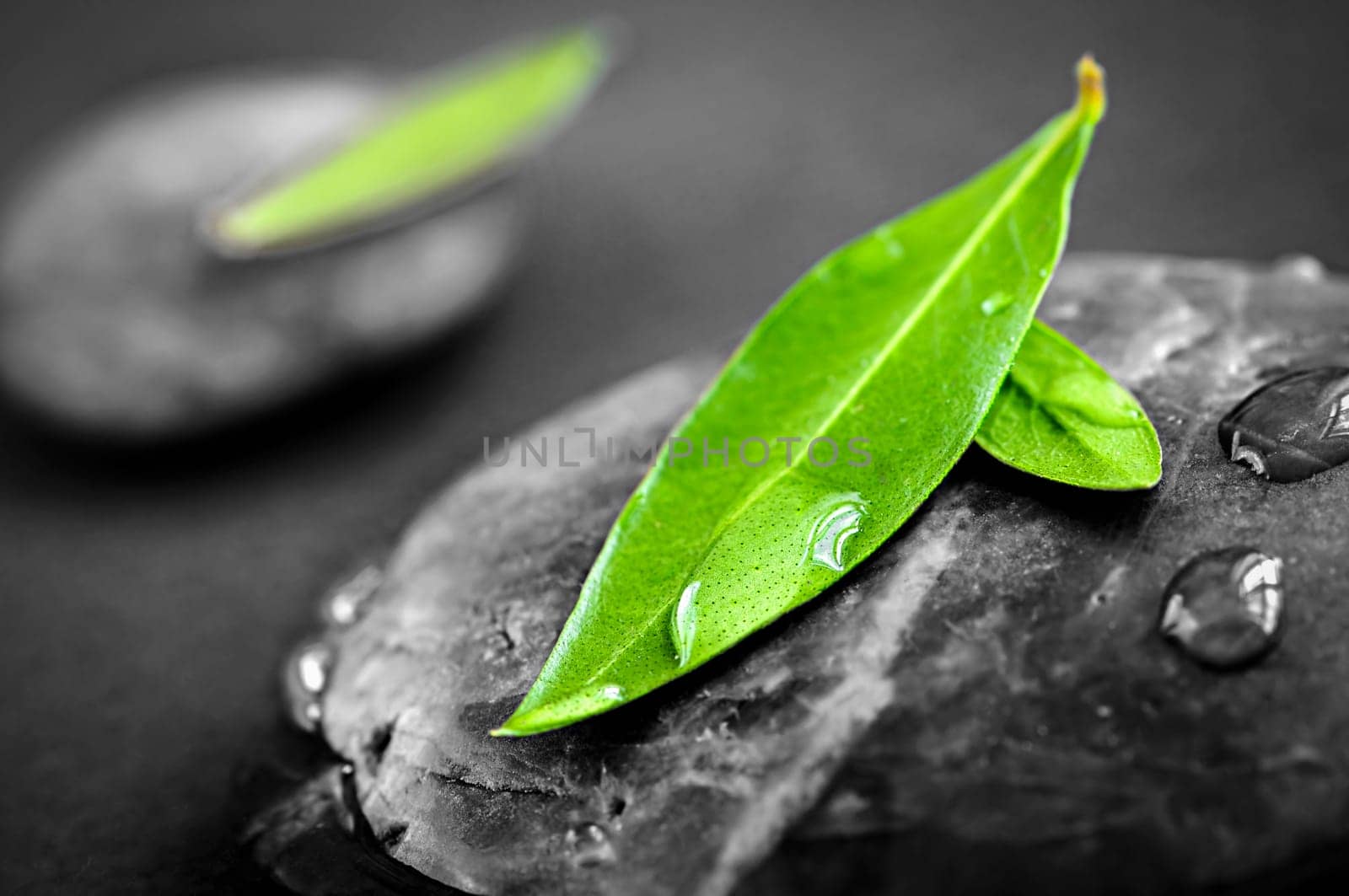 Black and white zen stones submerged in water with color accented green leaves