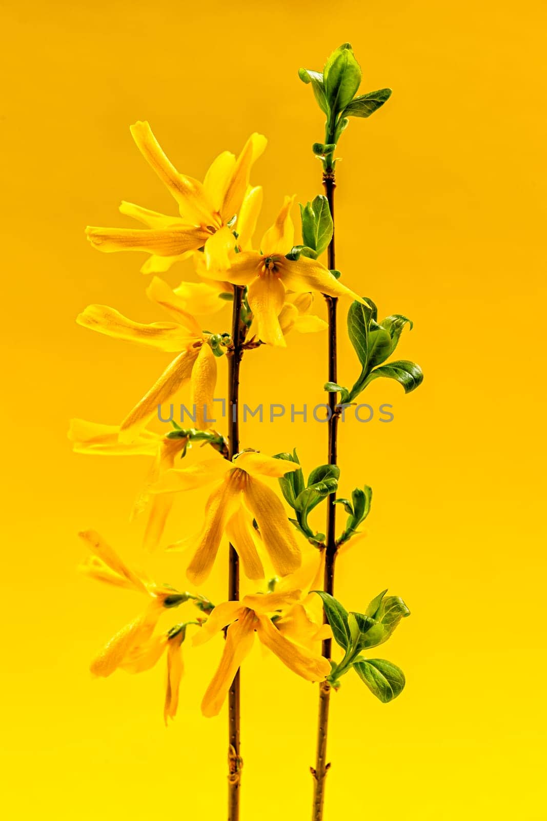 Spring forsythia branches with flowers and green leaves on yellow background