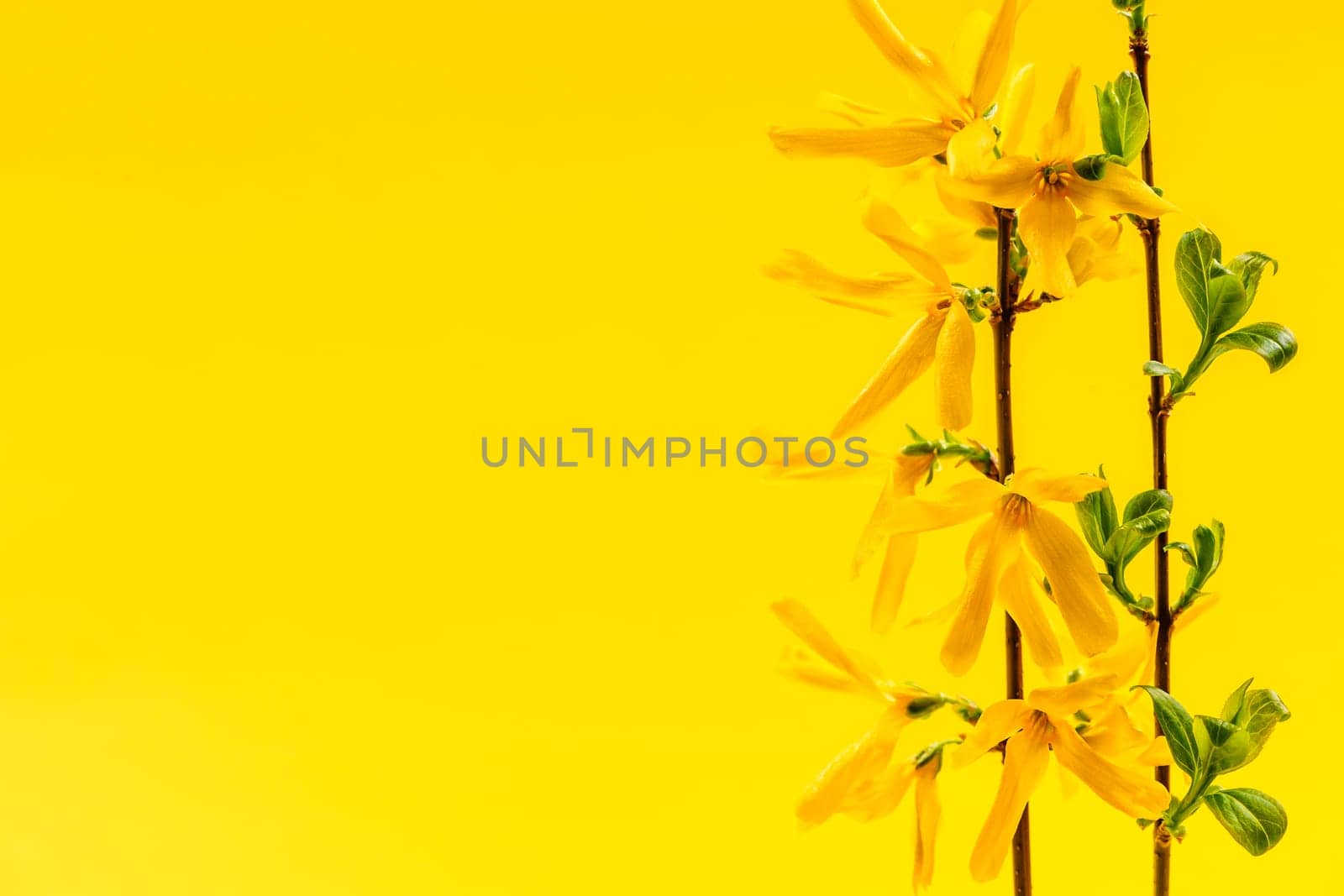 Spring yellow background with fresh forsythia flowers and branches
