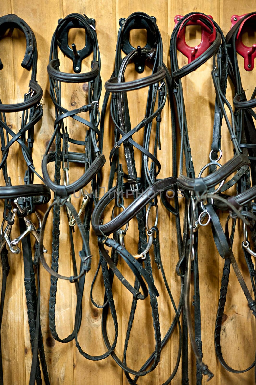 Leather horse bridles and bits hanging on wall of stable