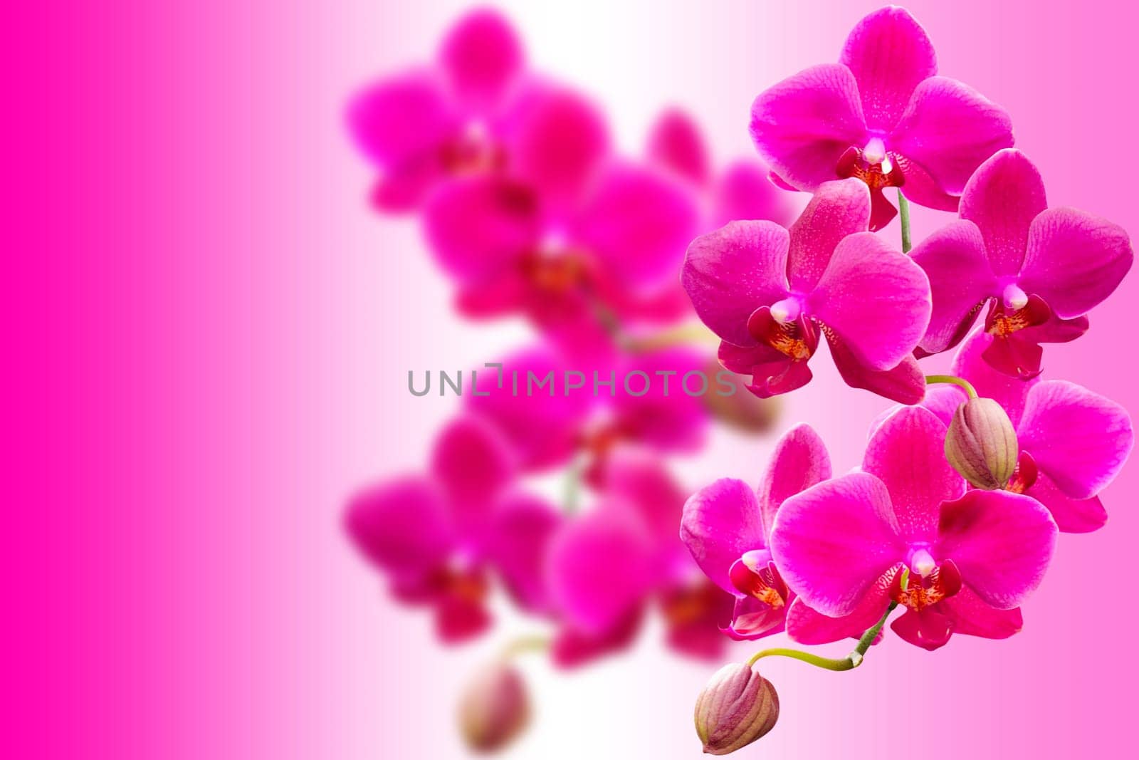 Purple fragile orchids flowers on blurred gradient with free place for your text