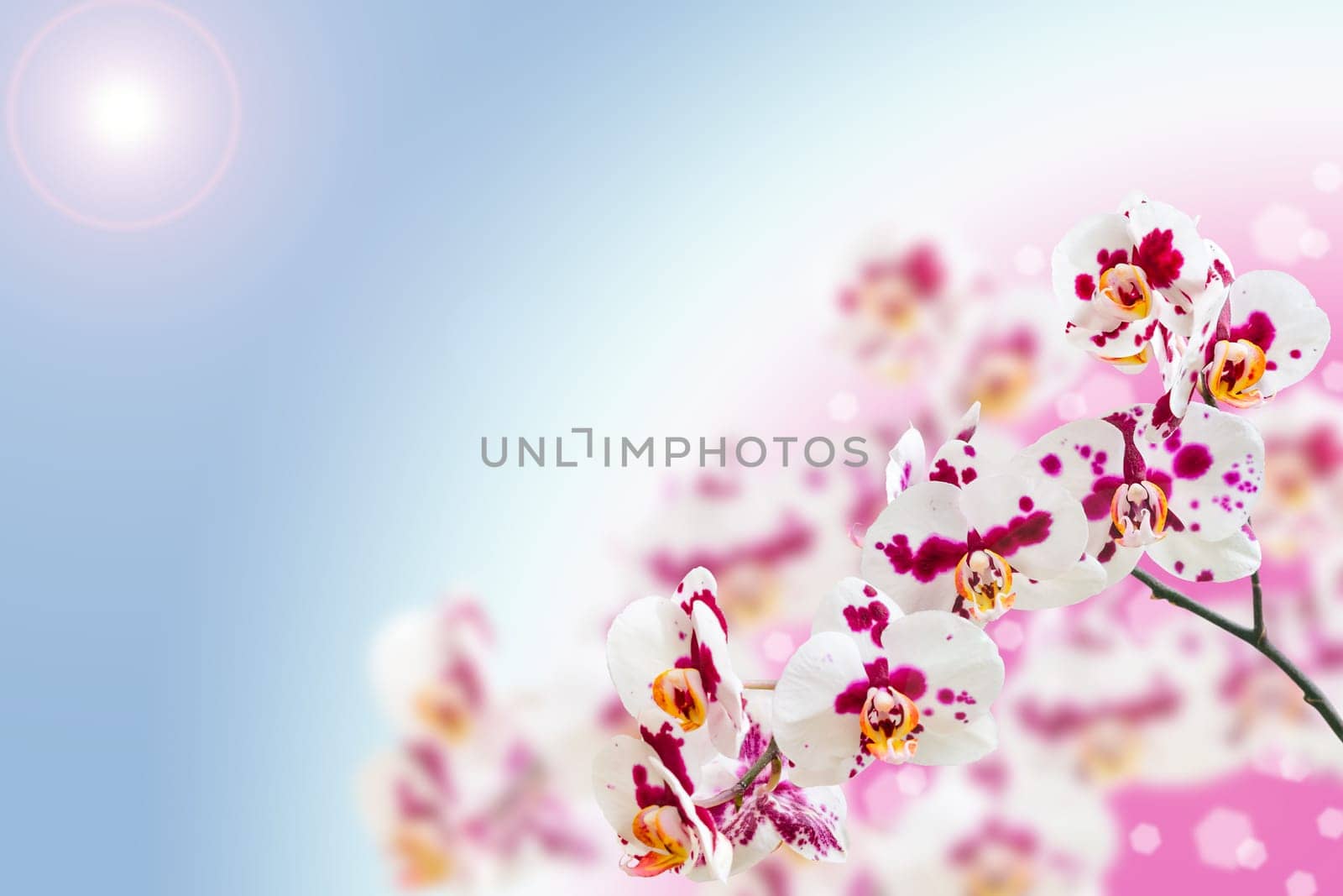 White purple spotted orchid flowers on gradient bokeh background with free place for your text