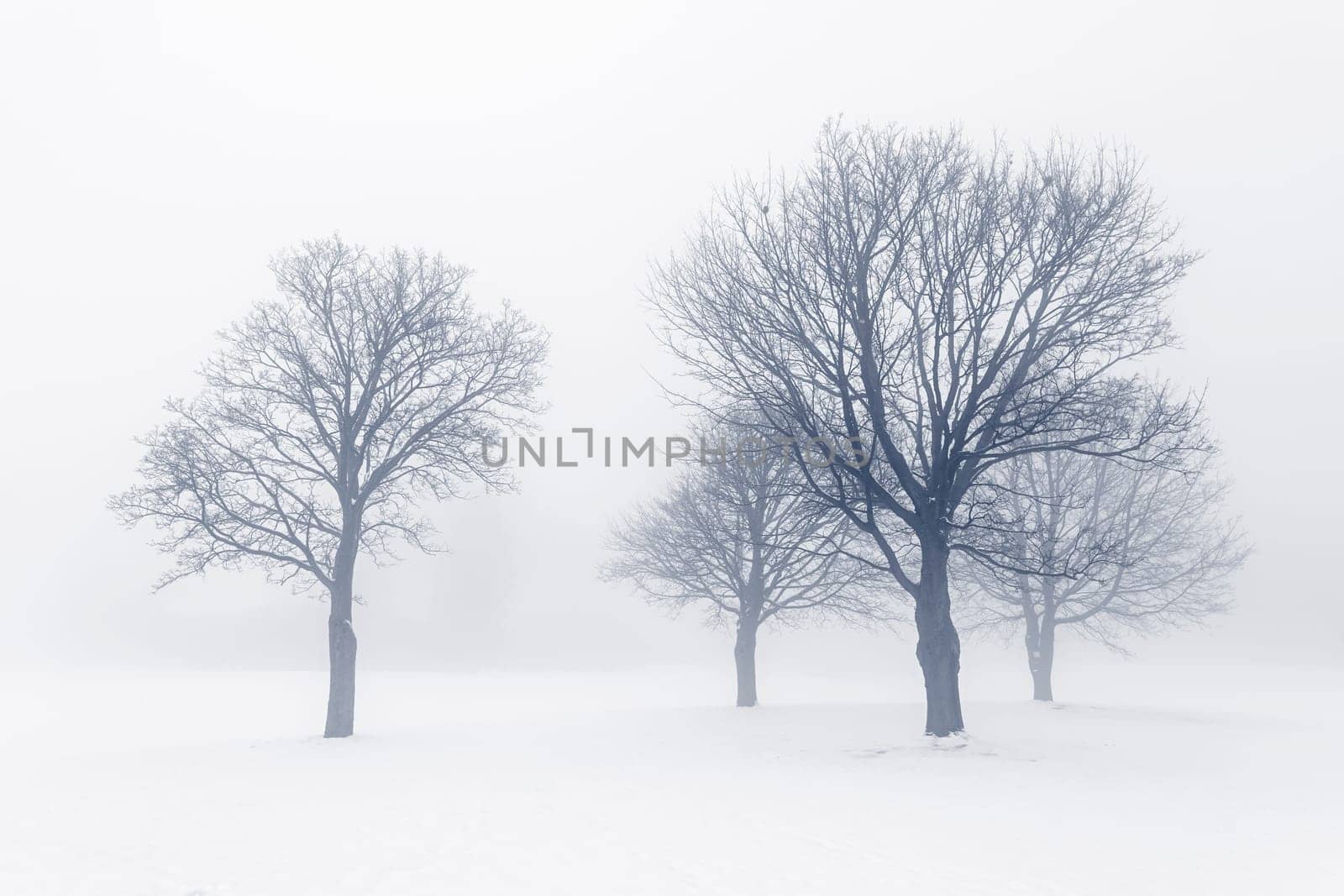 Winter scene of leafless trees in fog