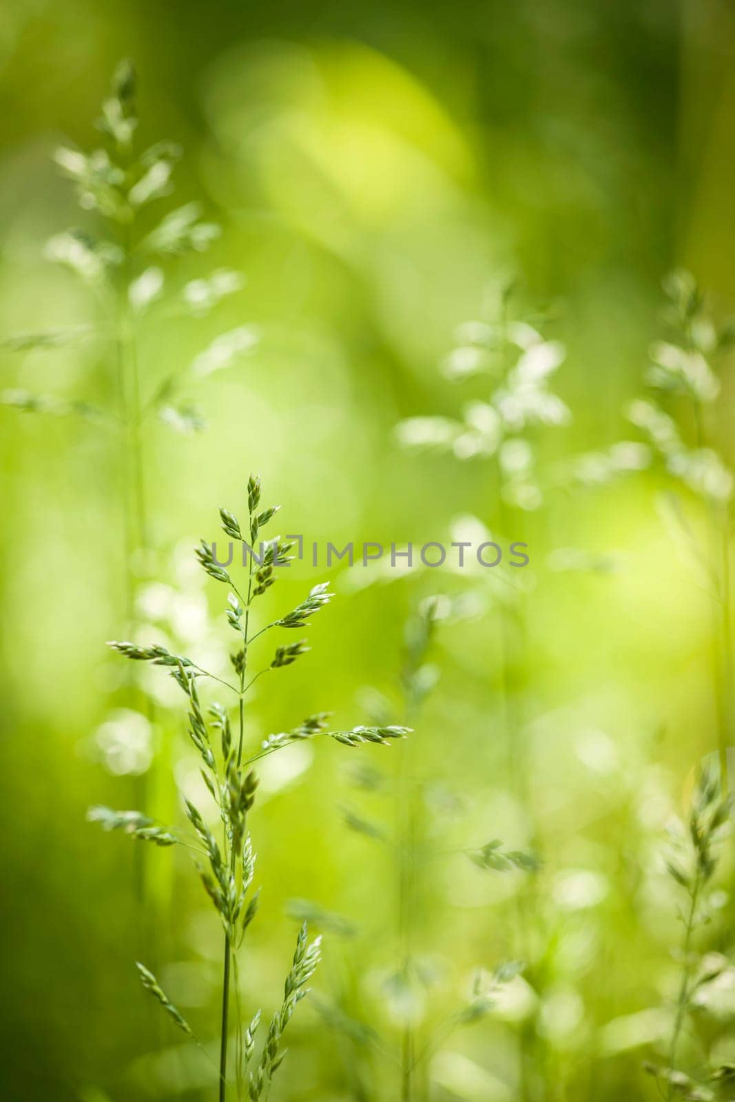 Summer flowering grass and green plants in June sunshine with copy space