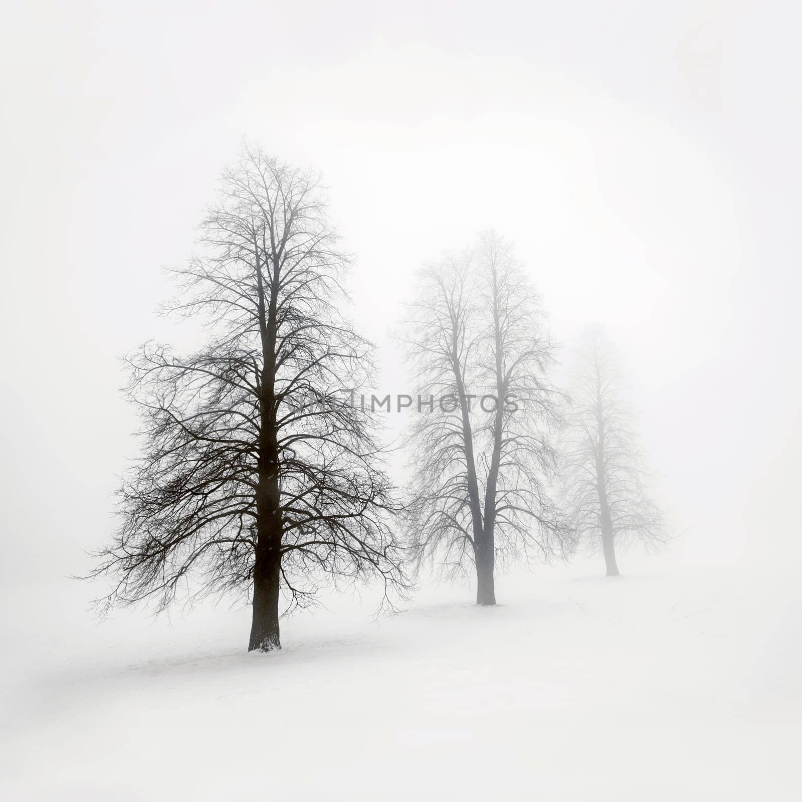 Foggy moody winter scene with leafless trees