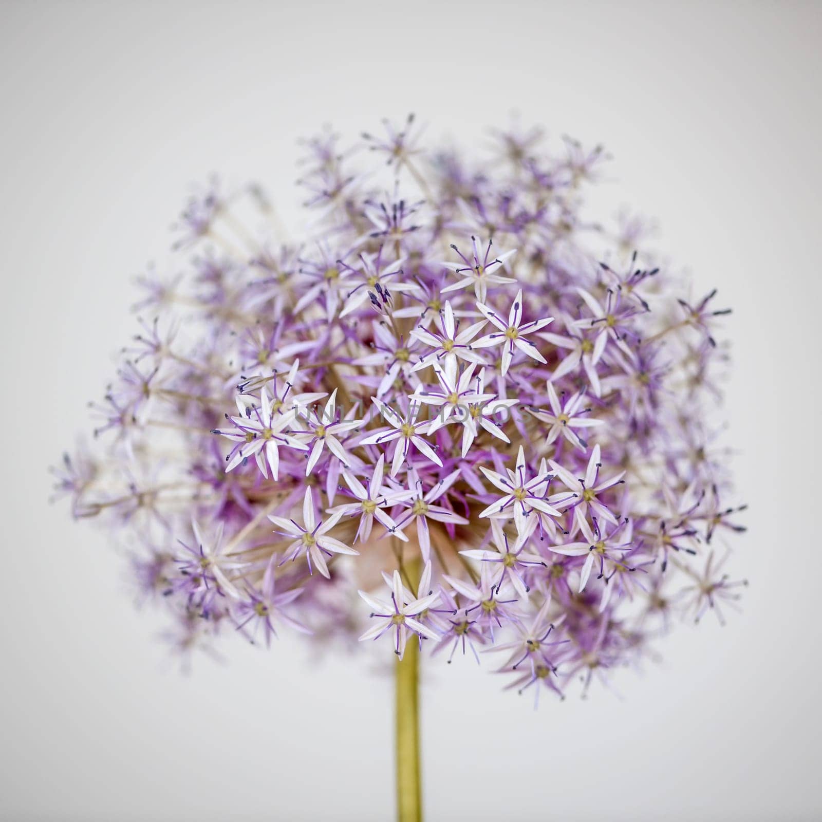 Pink and purple flowering onion flower head on white background