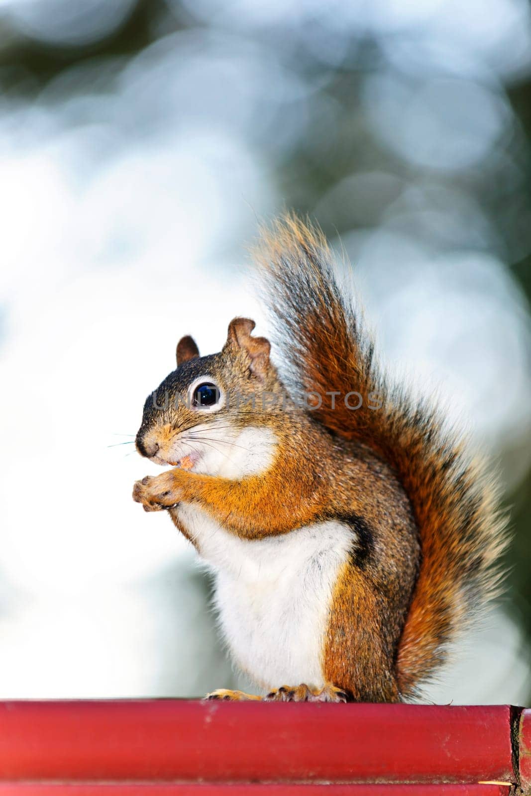 Tree squirrel eating nut sitting on wooden red railing