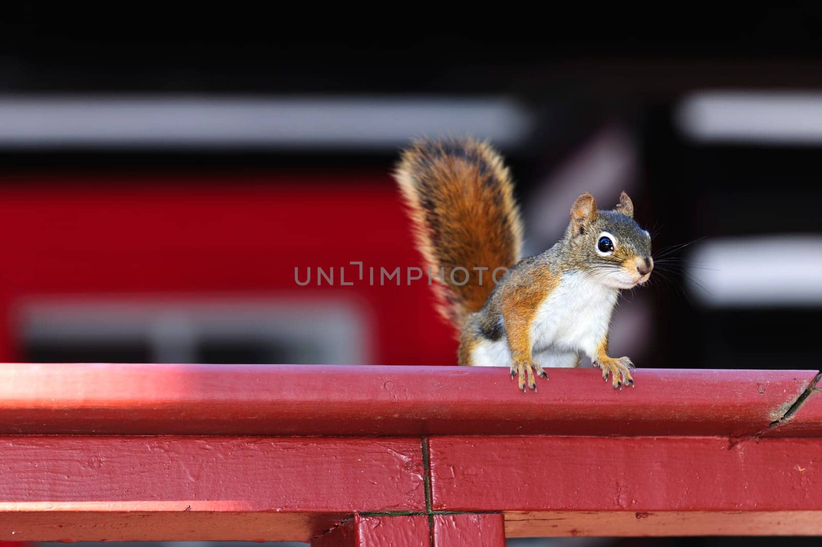 Alert tree squirrel with bushy tail on wooden red railing