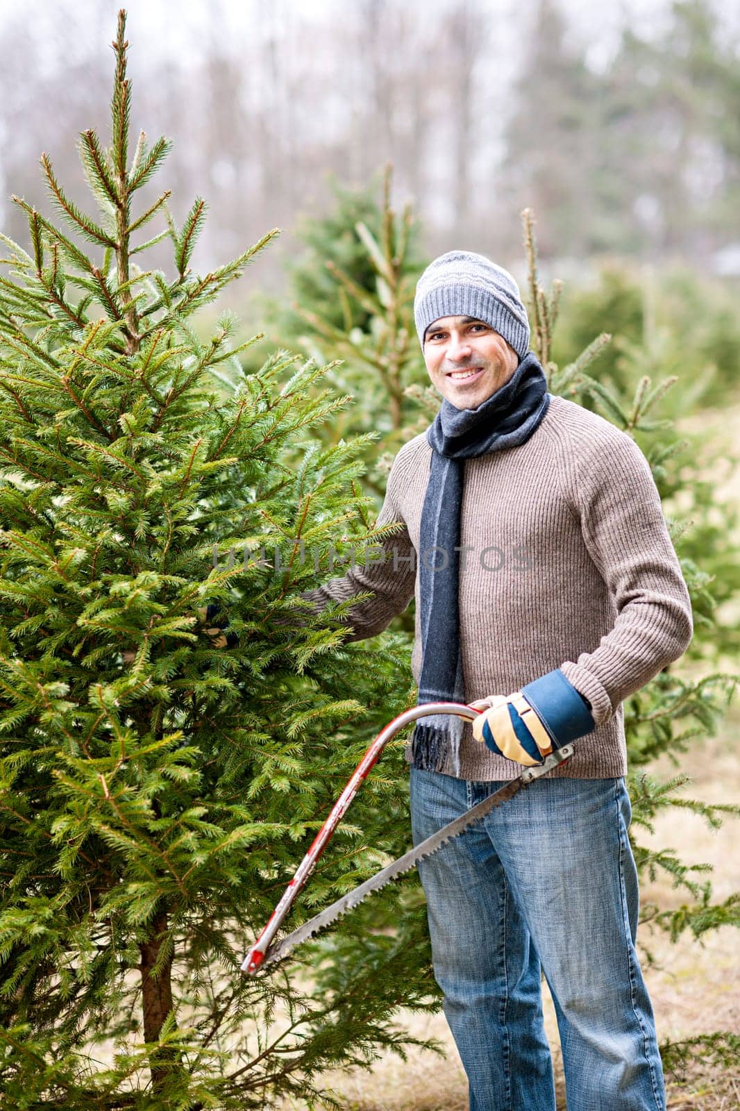 Man with saw choosing fresh Christmas trees at cut your own tree farm
