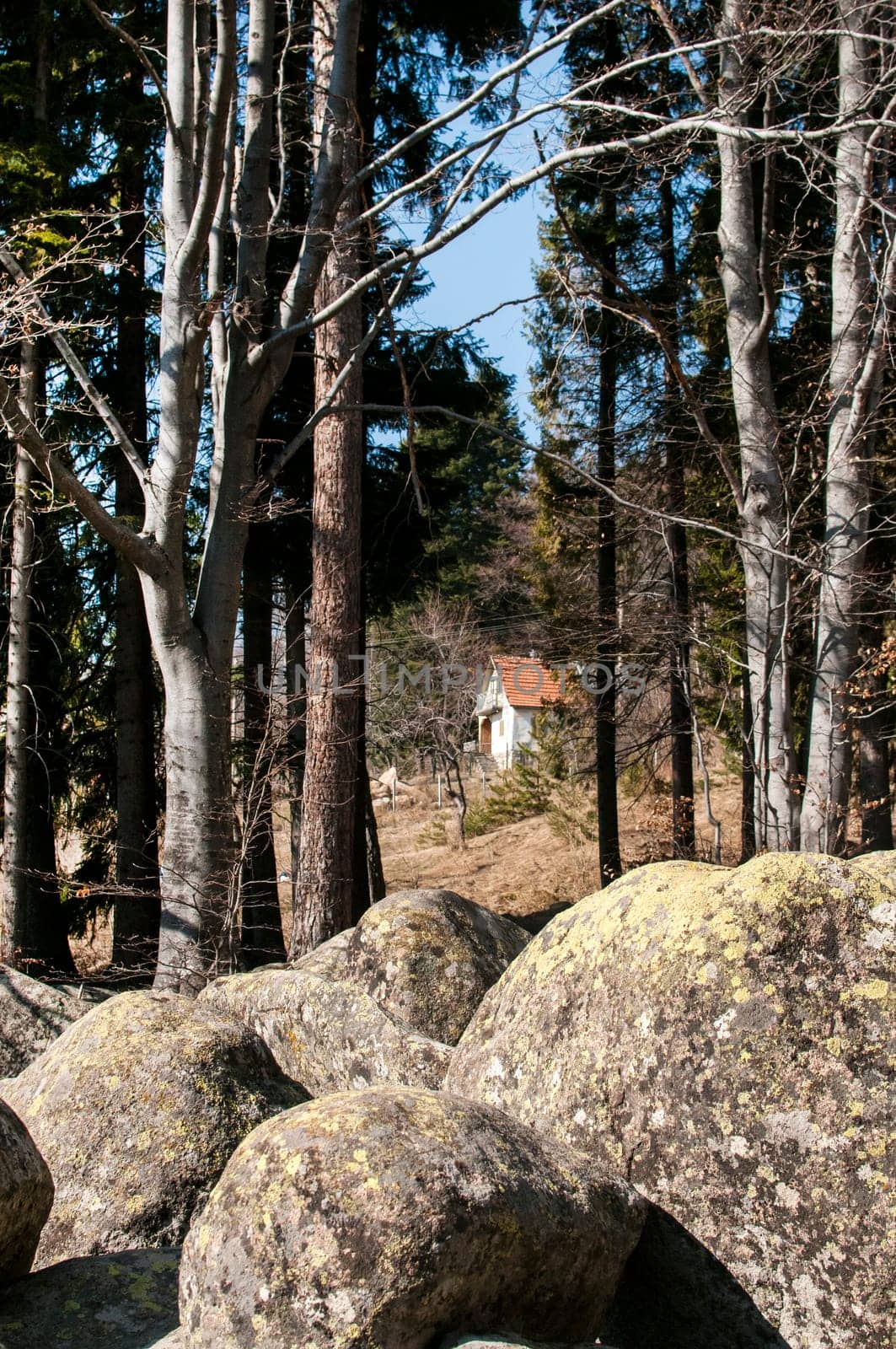 Mountain house behind morains and pine trees
