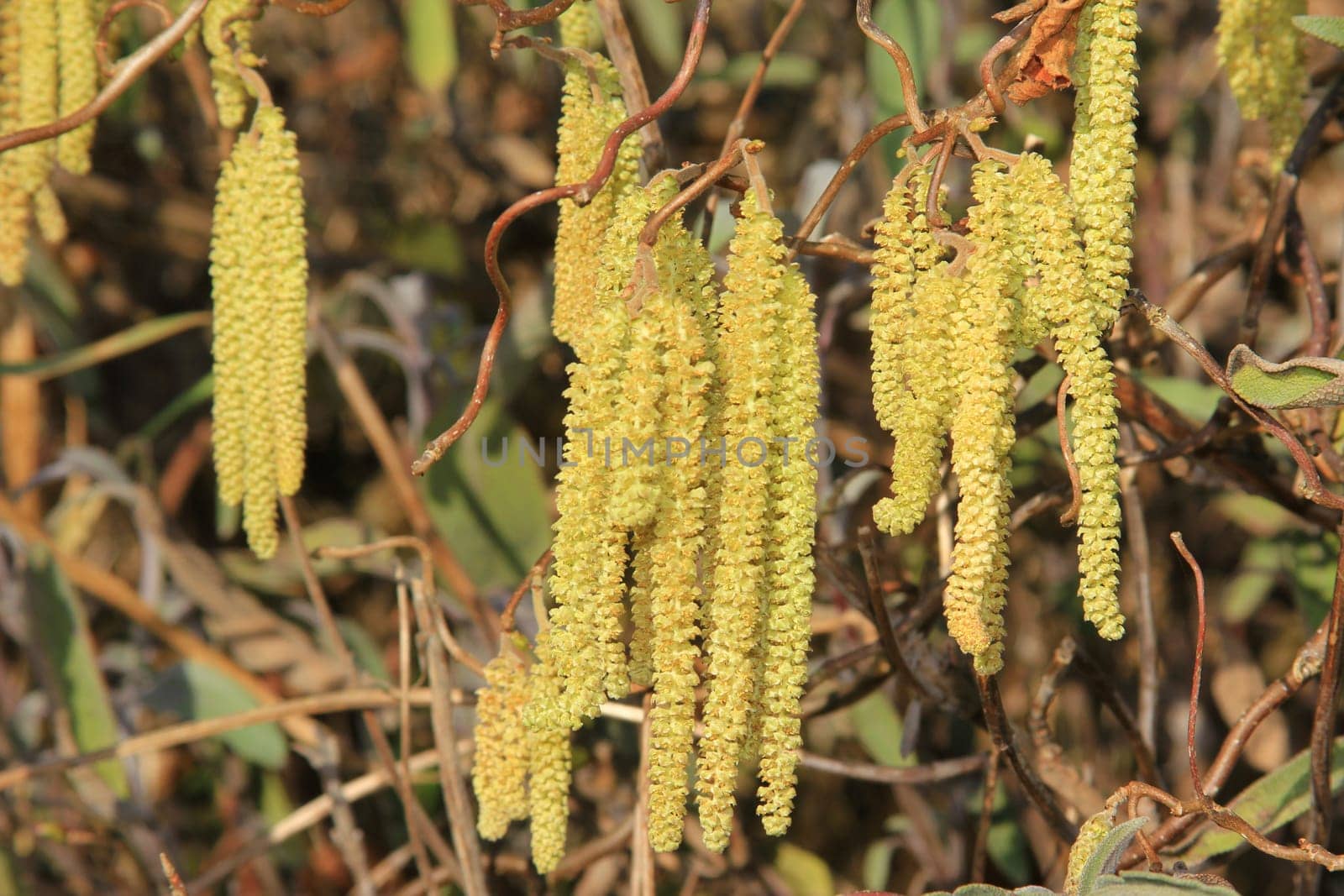 Male flower kittens on a hazelnut shrub (Corylus avellana)