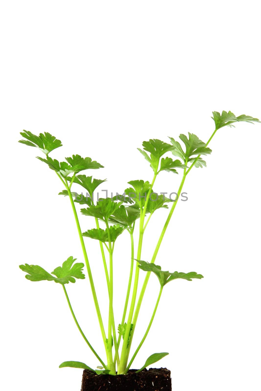 Young plant of celery (Apium graveolens) exempted against a white background