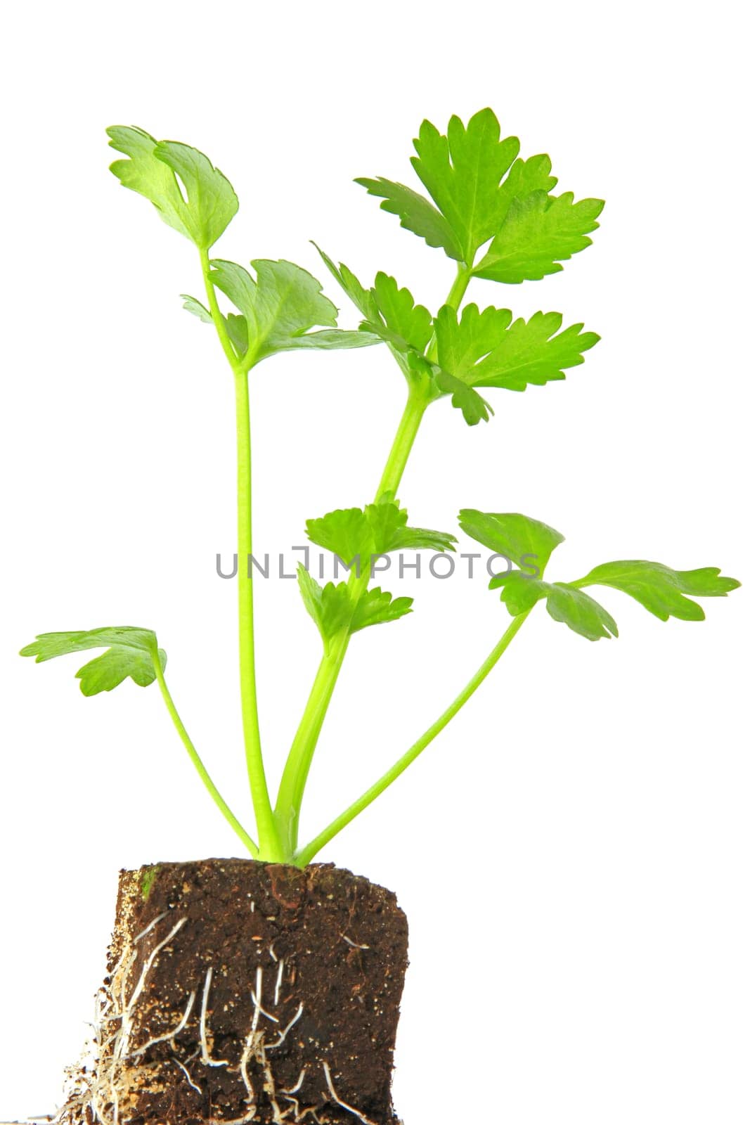 Parsley (Petroselinum crispum) - Young plant exposed against a white background