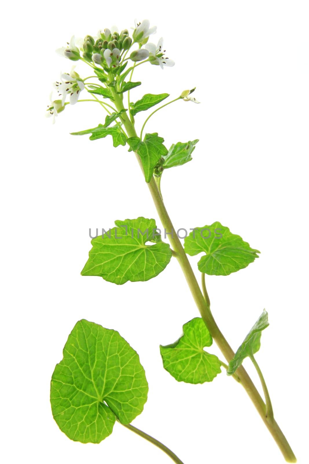 Wasabi (Eutrema japonicum) flowering plant exposed against white background