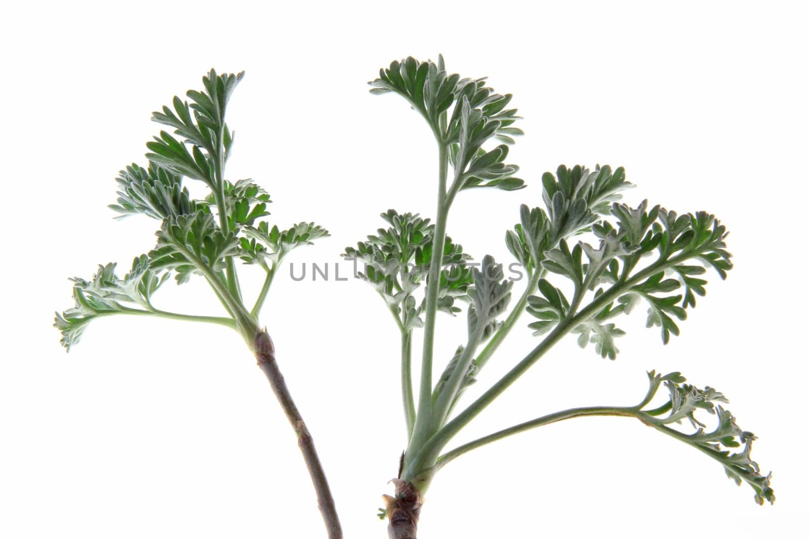 Young shoot tips of wormwood (Artemisia absinthium) exposed against a white background