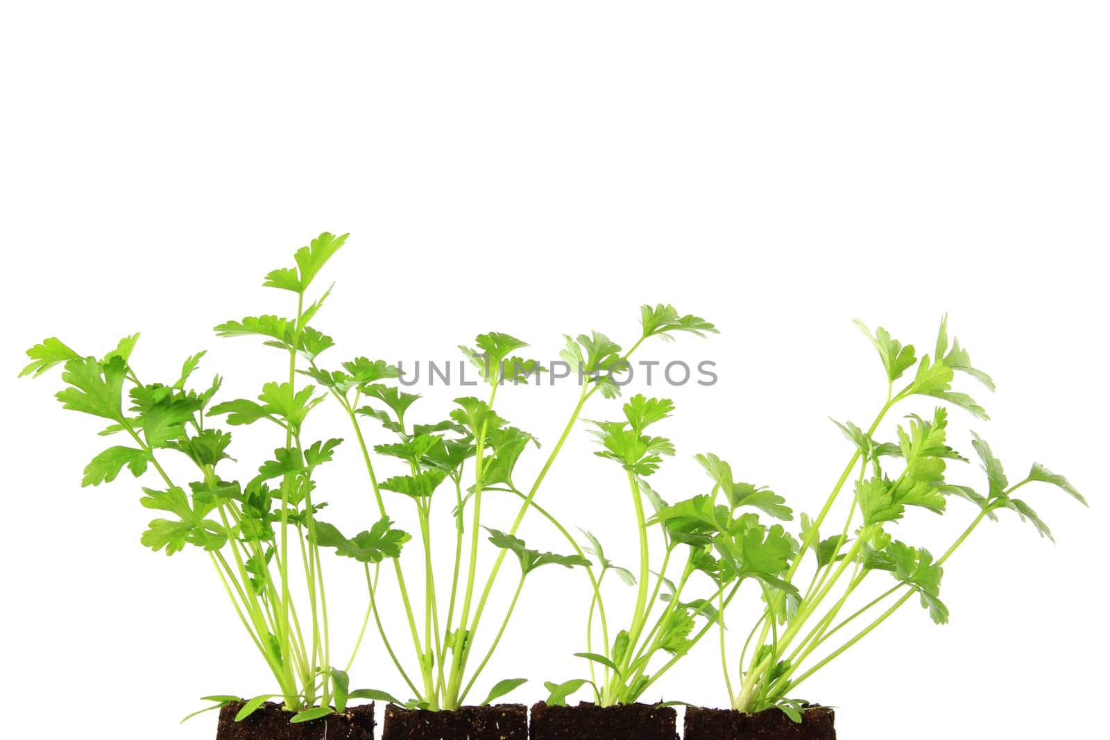 Young plants of celery (Apium graveolens) exempted against a white background