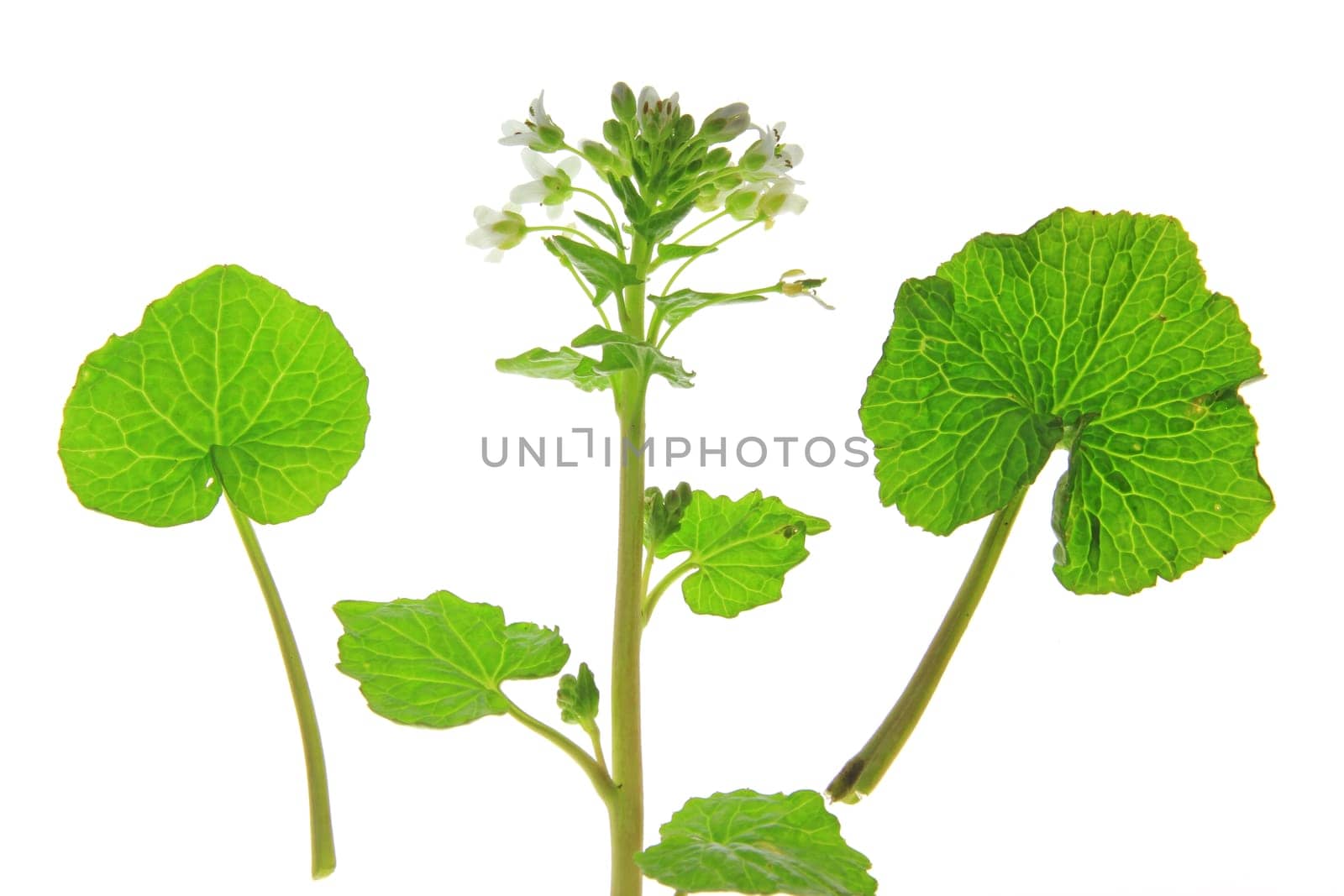 Wasabi (Eutrema japonicum) flowering plant and leaves exposed against a white background