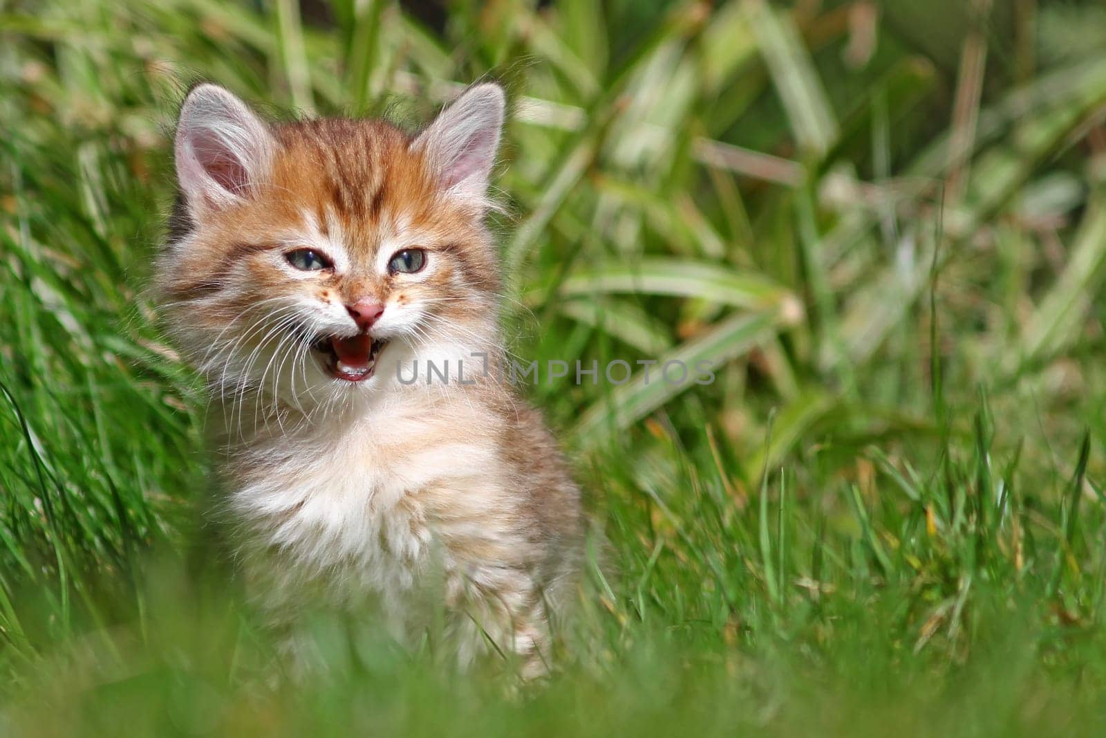 Cats Baby