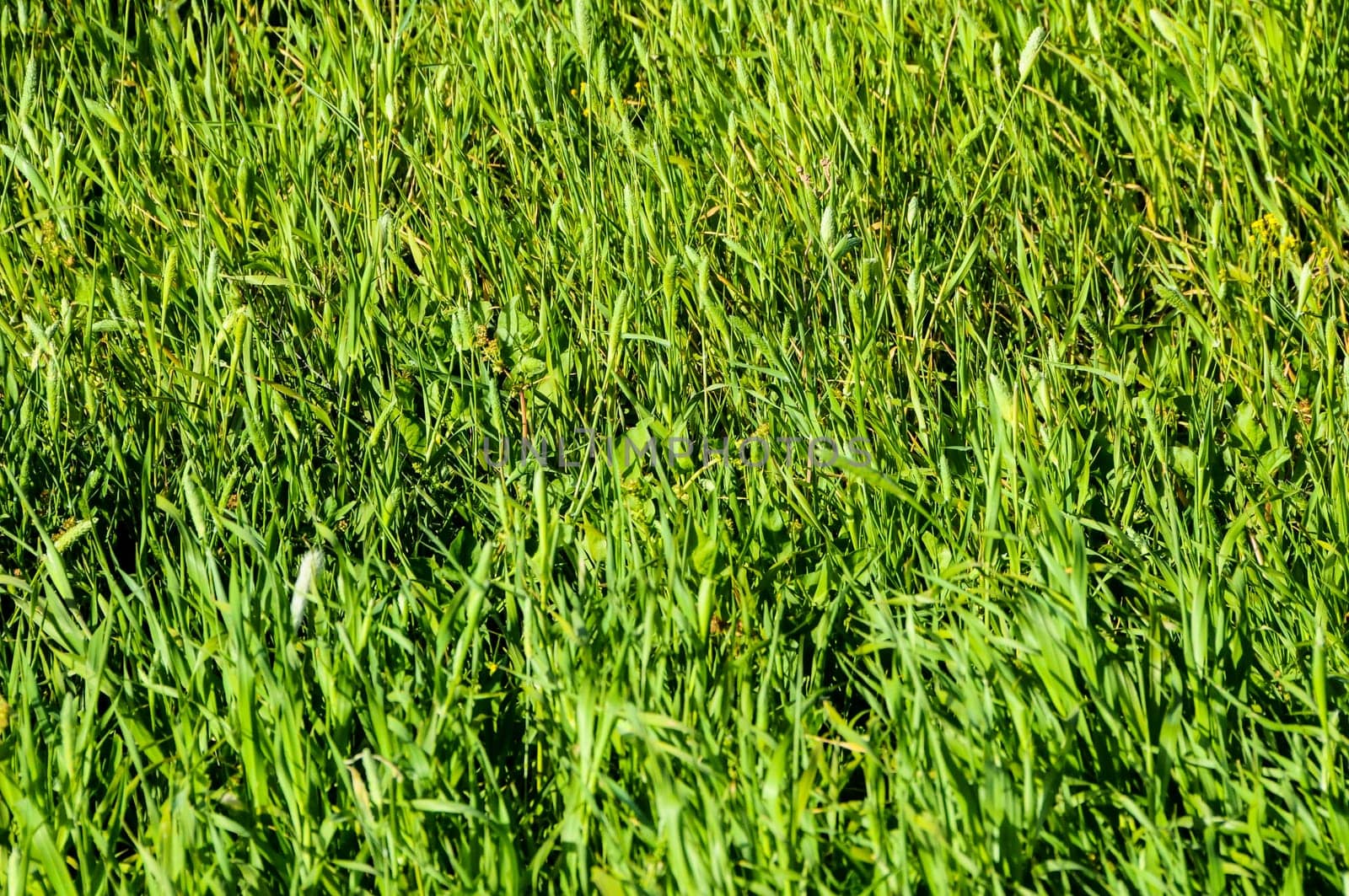 Texture Grass Background Pattern on an Isolated Field