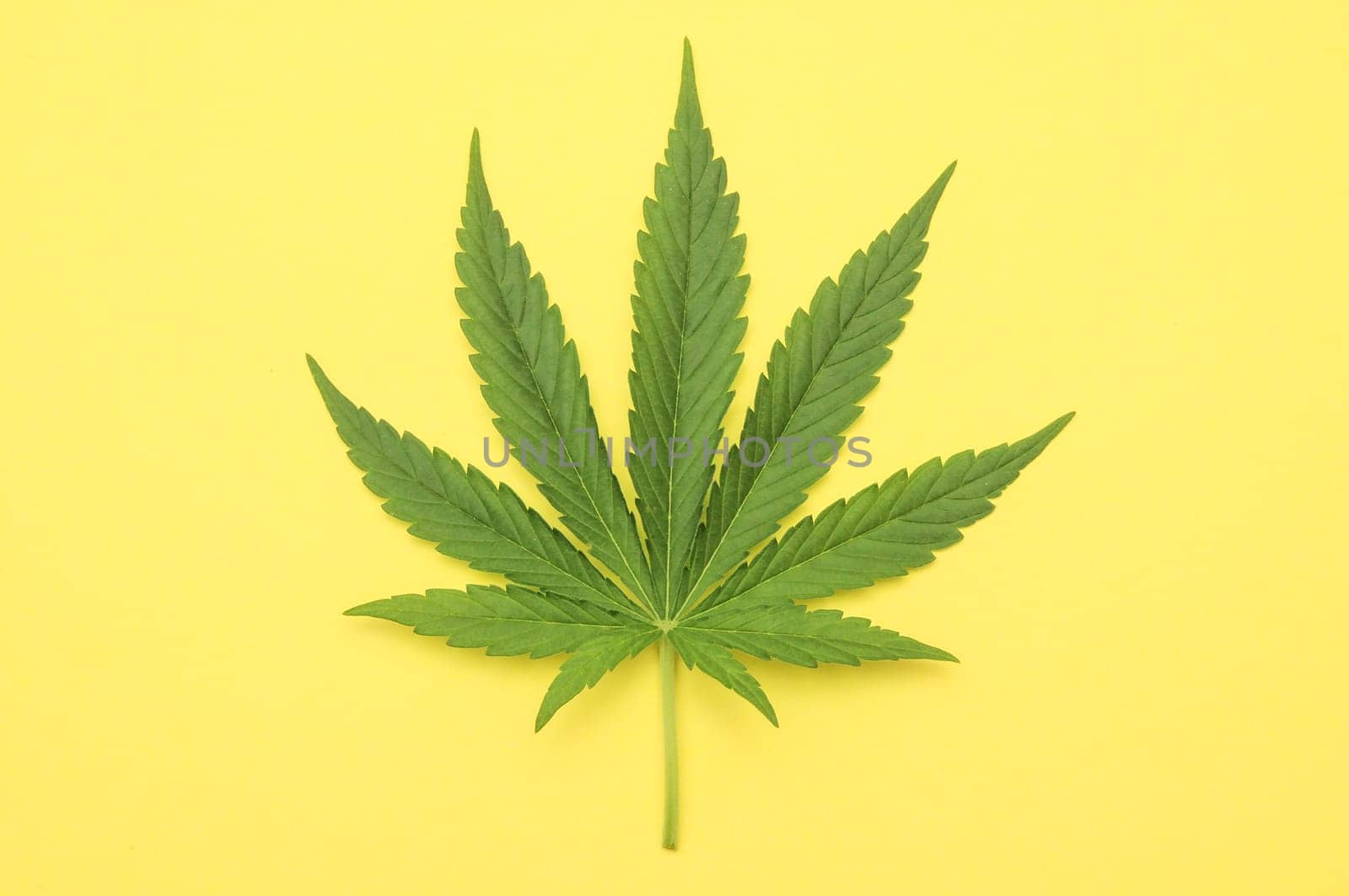 Green Fresh Marijuana Leaf with Seven Tips
