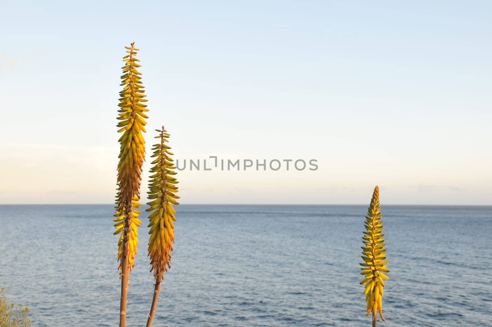Aloe Vera Flower Detail near the Atlantic Ocean in Tenerife
