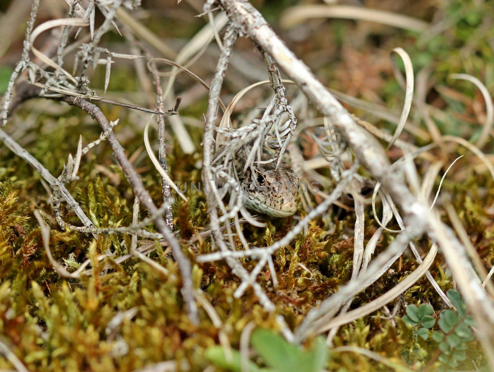 Female fence lizard (Lacerta agilis)